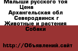Малыши русского тоя › Цена ­ 15 000 - Архангельская обл., Северодвинск г. Животные и растения » Собаки   